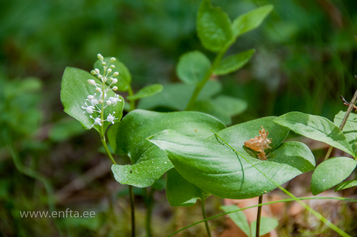 185 Looduse ilu nautides